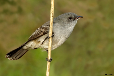 TIQUITIQUI OSCURO (Serpophaga nigricans) - Bañado en Egaña - SORIANO (Julio 2020)